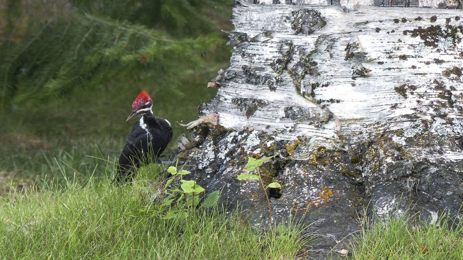 Carpintero Negro, Guia de Fauna. RutaChile.   - ARGENTINA