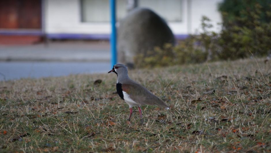 Queltehue, Guia de Fauna. RutaChile.   - ARGENTINA