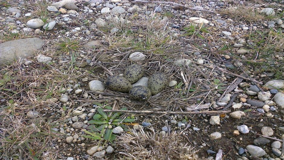 Queltehue, Guia de Fauna. RutaChile.   - 