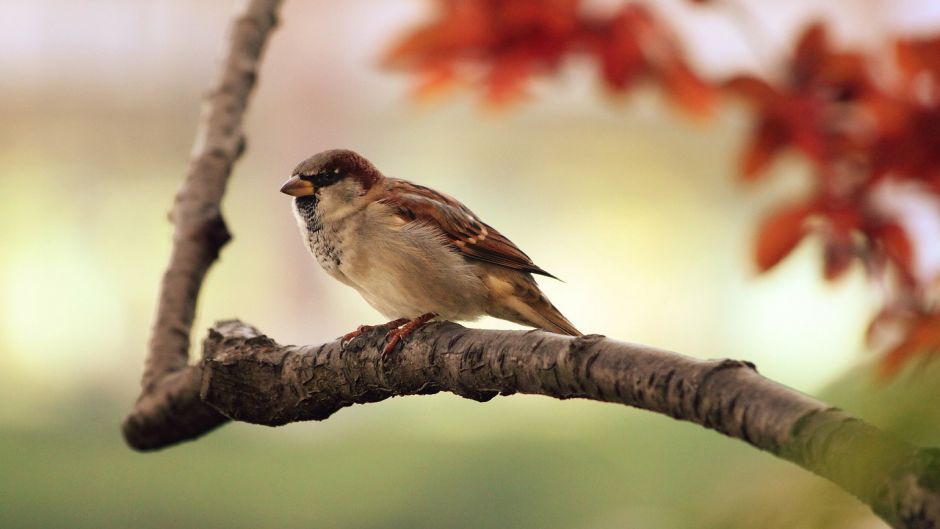 Ave muy amistosa y basicamente insectivora, vive en todos los campo.   - COLOMBIA