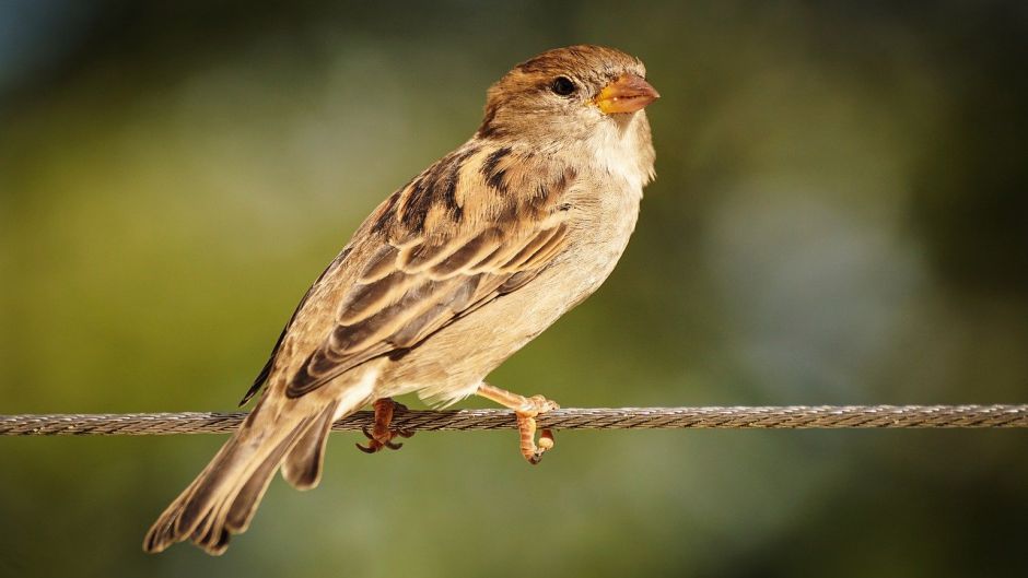 Ave muy amistosa y basicamente insectivora, vive en todos los campo.   - BRASIL