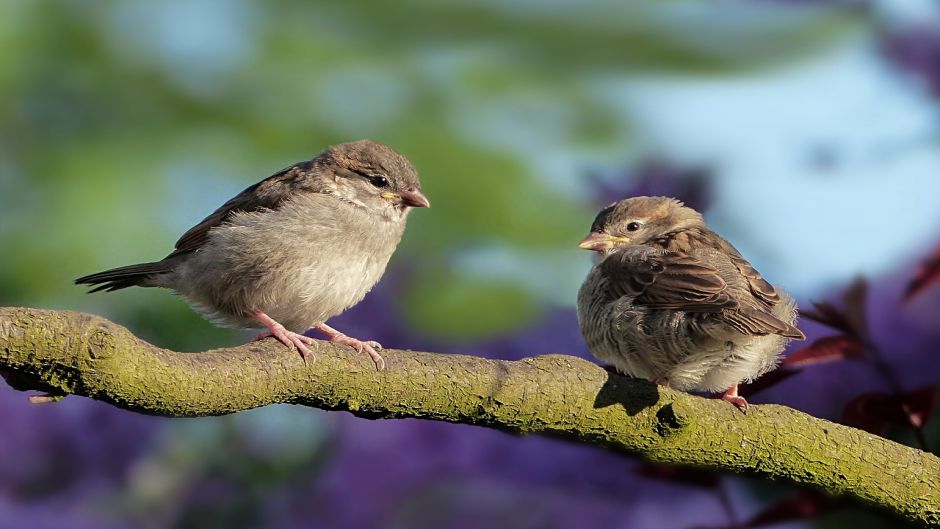 Ave muy amistosa y basicamente insectivora, vive en todos los campo.   - ECUADOR