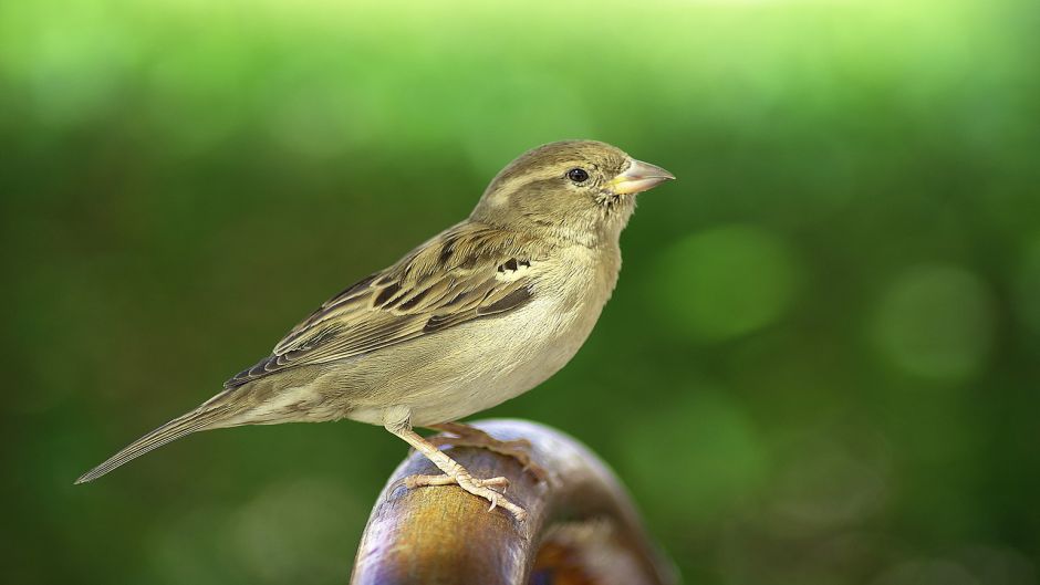 Ave muy amistosa y basicamente insectivora, vive en todos los campo.   - PARAGUAY