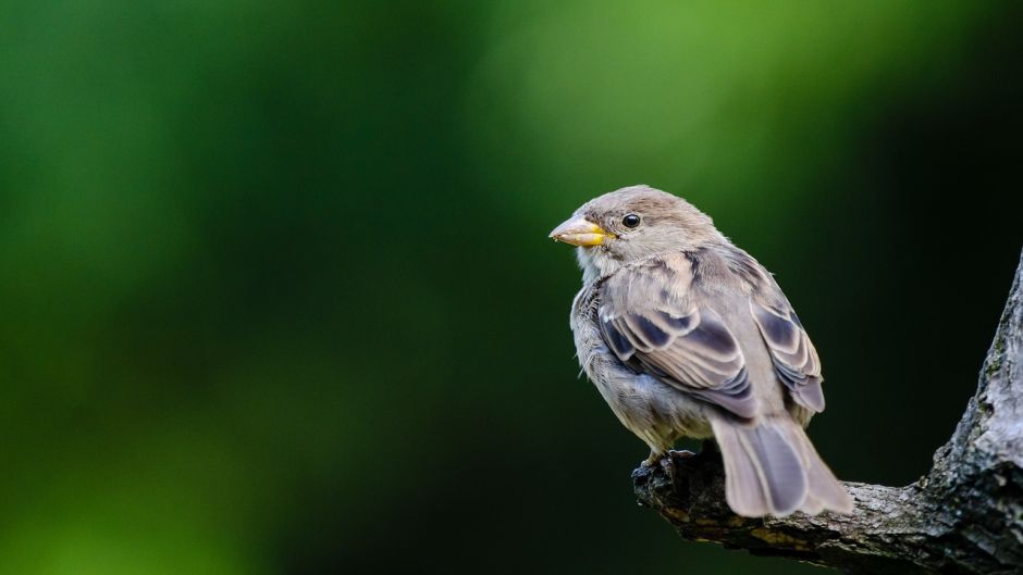 Ave muy amistosa y basicamente insectivora, vive en todos los campo.   - COLOMBIA