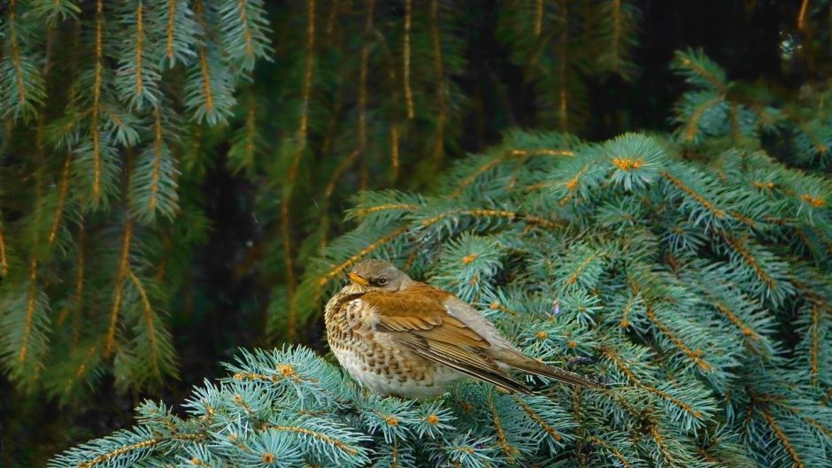 Zorzal, Guia de Fauna. RutaChile.   - POLINESIA FRANCESA