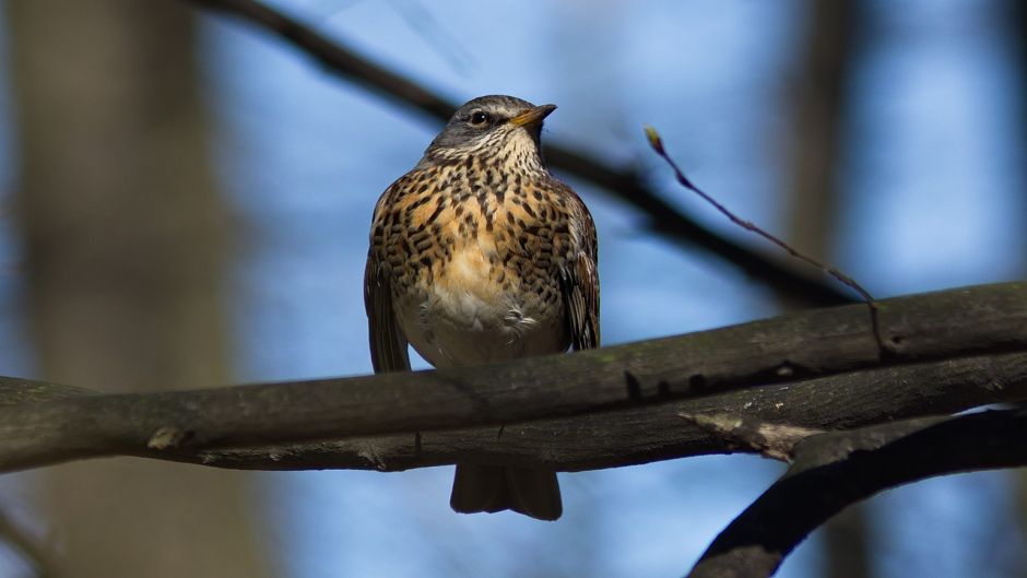 Zorzal, Guia de Fauna. RutaChile.   - Pases Bajos