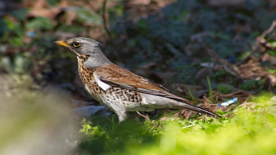 Zorzal, Guia de Fauna. RutaChile.   - GRECIA