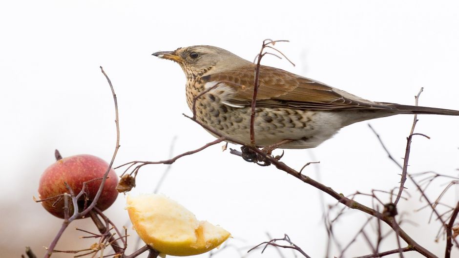 Zorzal, Guia de Fauna. RutaChile.   - MACAO