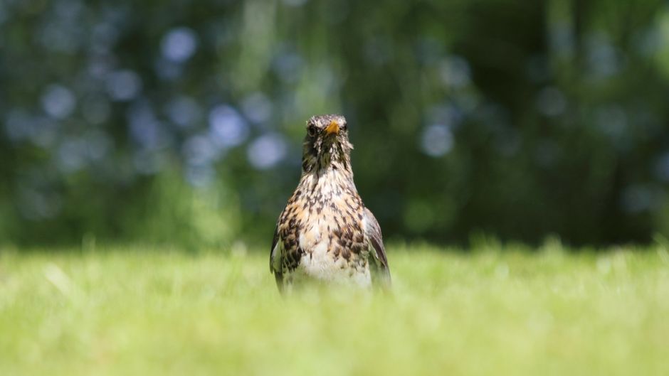 Zorzal, Guia de Fauna. RutaChile.   - REPUBLICA DE ZAIRE