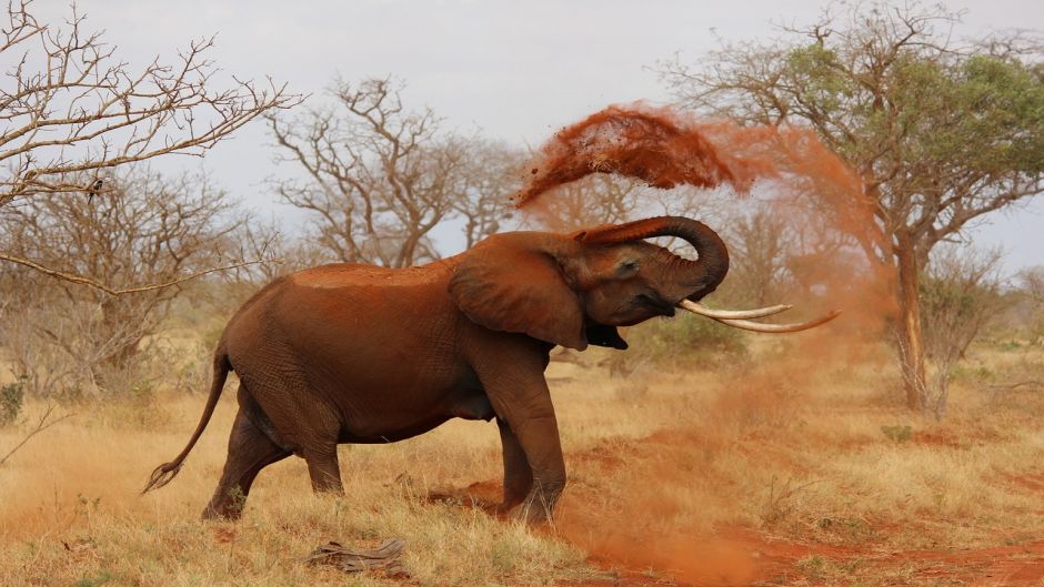 Elefante Africano, Guia de Fauna. RutaChile.   - 