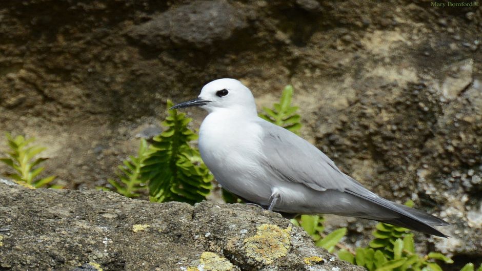 Tiñosa gris, Guia de Fauna. RutaChile.   - AUSTRALIA