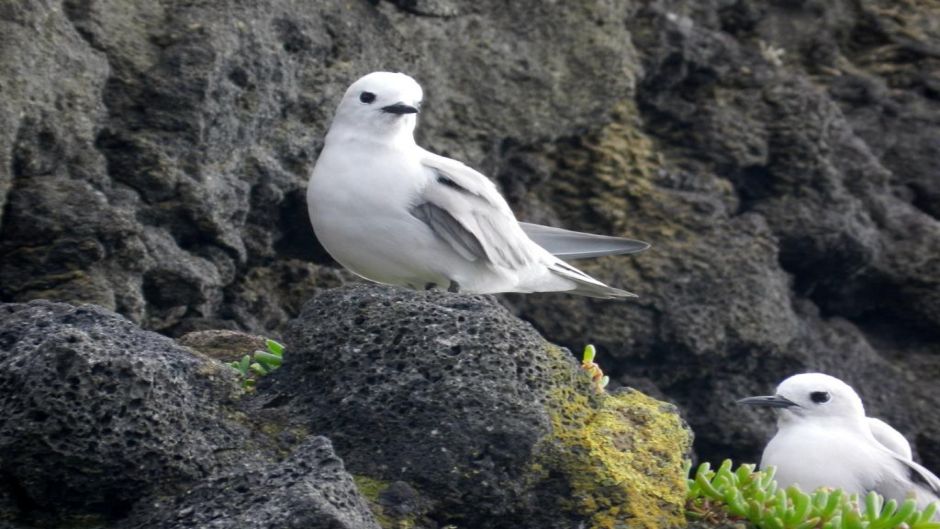 Tiñosa gris, Guia de Fauna. RutaChile.   - NUEVA ZELANDIA