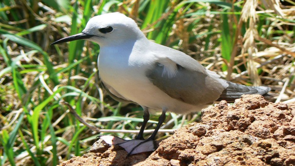 Tiñosa gris, Guia de Fauna. RutaChile.   - NUEVA ZELANDIA