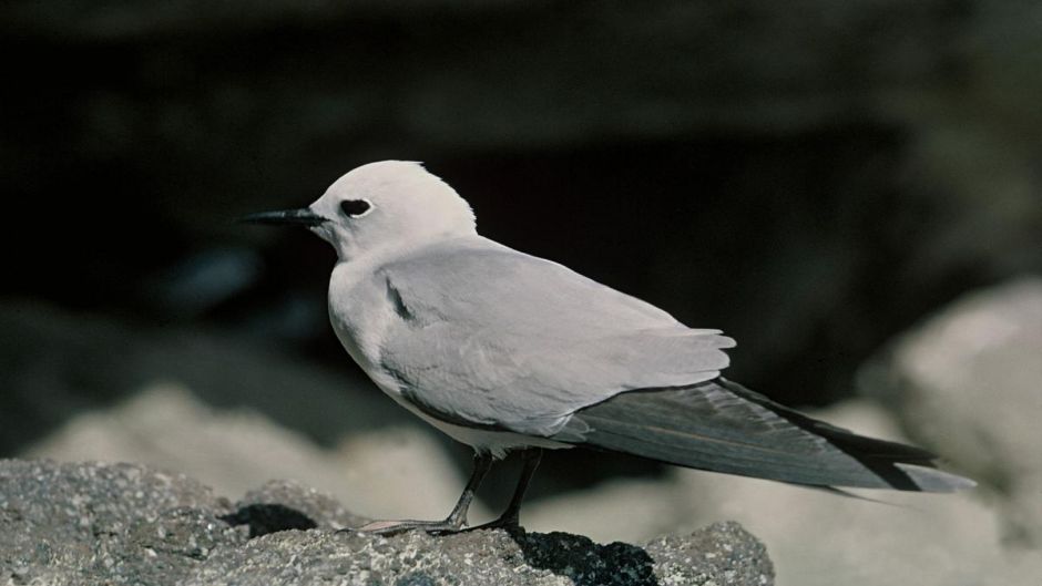 Tiñosa gris, Guia de Fauna. RutaChile.   - AUSTRALIA