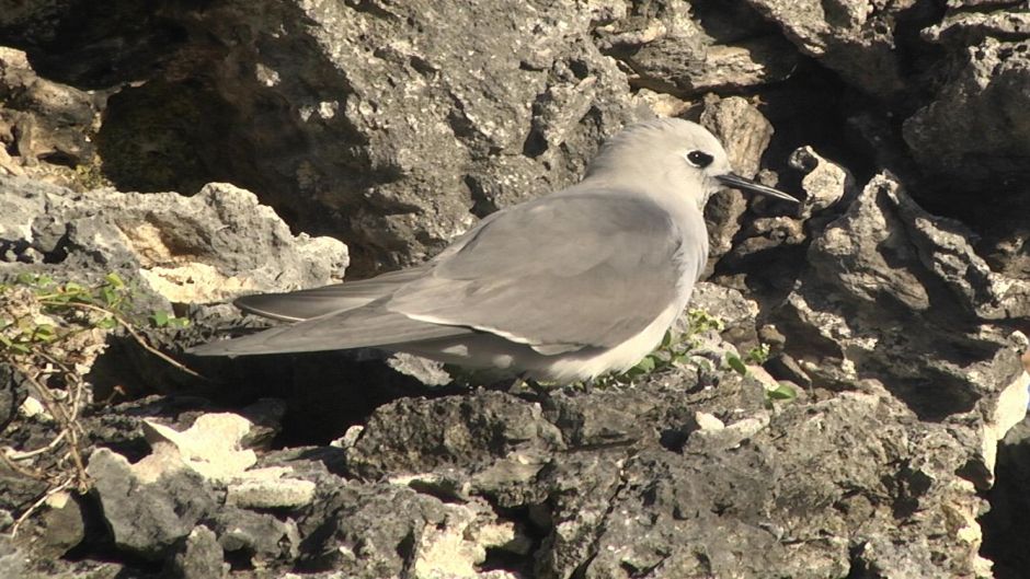 Tiñosa gris, Guia de Fauna. RutaChile.   - NUEVA ZELANDIA