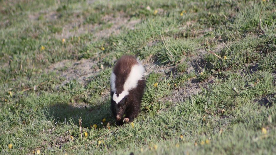 Chingue de la Patagonia, Guia de Fauna. RutaChile.   - CHILE