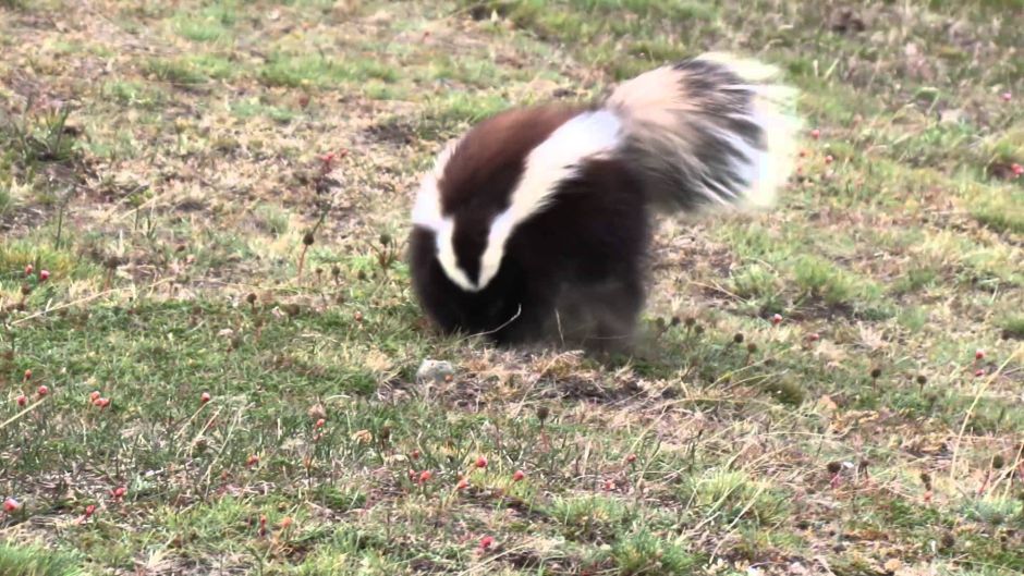 Chingue de la Patagonia, Guia de Fauna. RutaChile.   - CHILE