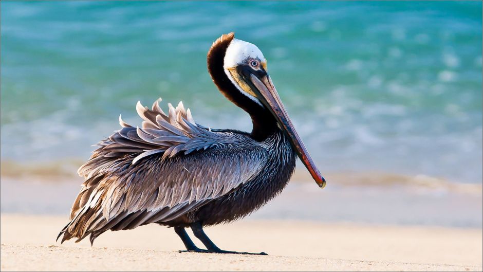 Pelicano Pardo.   - MEXICO