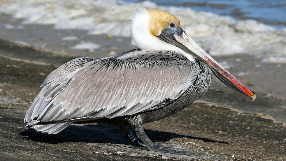 Pelicano Pardo.   - ECUADOR