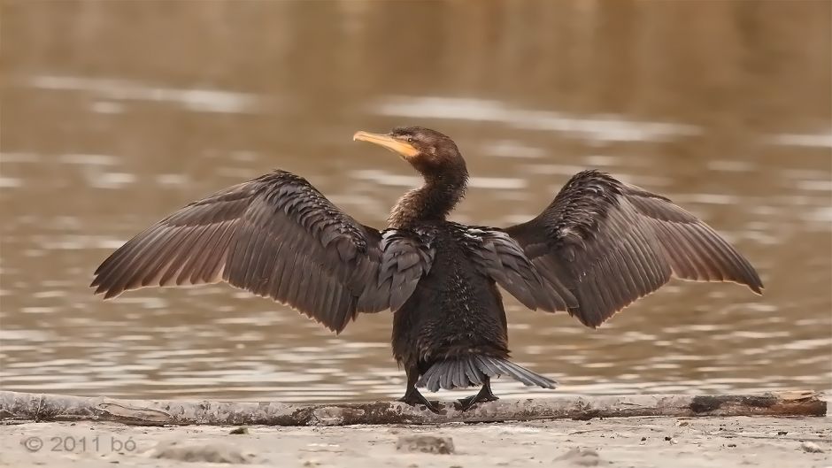 Pato yeco, Guia de Fauna. RutaChile.   - 