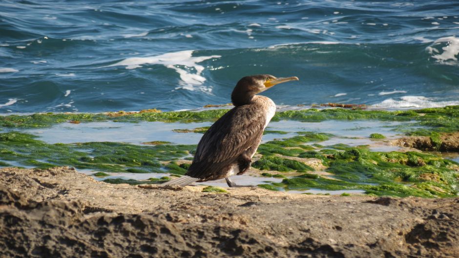 Pato yeco, Guia de Fauna. RutaChile.   - 