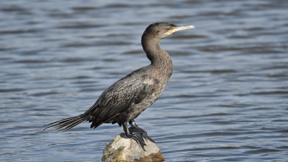 Pato yeco, Guia de Fauna. RutaChile.   - BRASIL