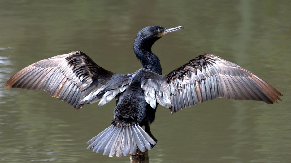 Pato yeco, Guia de Fauna. RutaChile.   - MEXICO