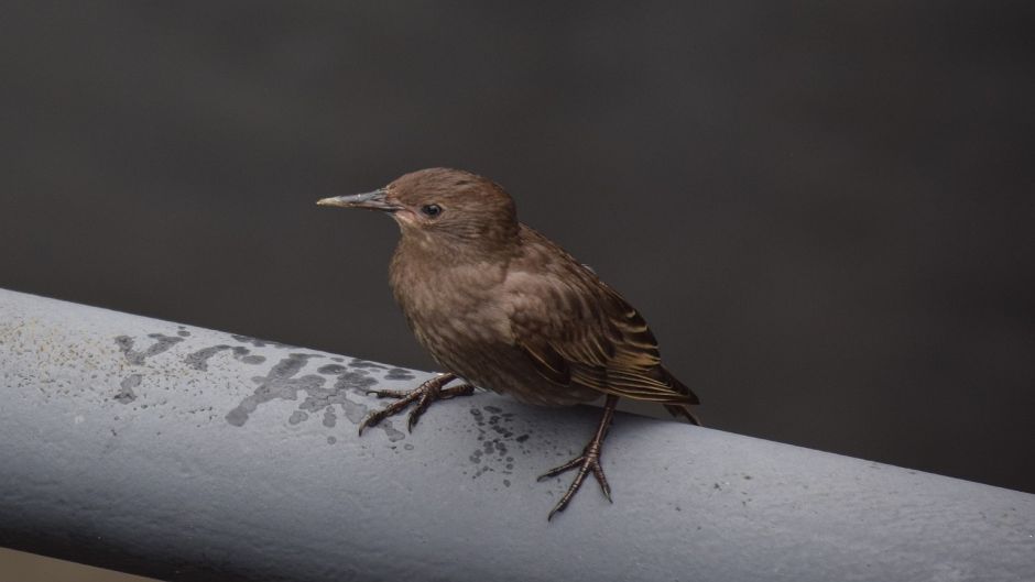 Tordo músico, Guia de Fauna. RutaChile.   - BRASIL