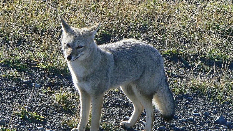 Zorro Chilla, Guia de Fauna. RutaChile.   - CHILE