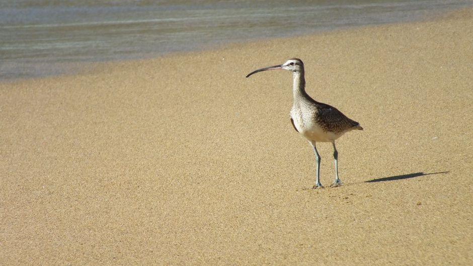 Zarapito, Guia de Fauna. RutaChile.   - REPUBLICA DOMINICANA