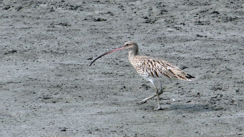 Zarapito, Guia de Fauna. RutaChile.   - INDIA