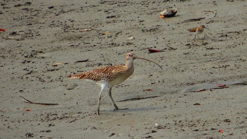 Zarapito, Guia de Fauna. RutaChile.   - COSTA RICA