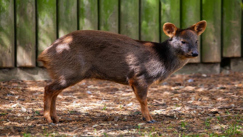 Pudu, Guia de Fauna. RutaChile.   - 