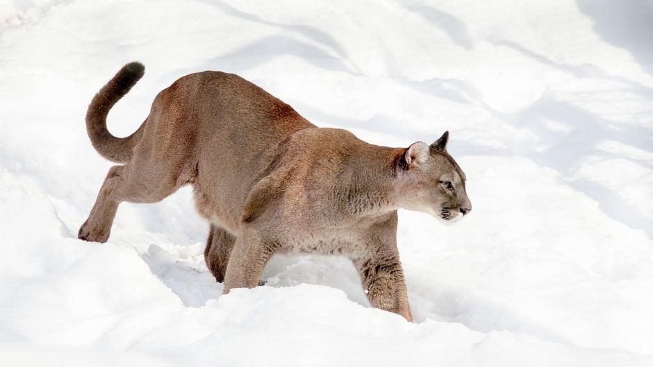 Puma.   - CANADA