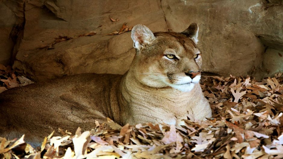 Puma.   - ECUADOR