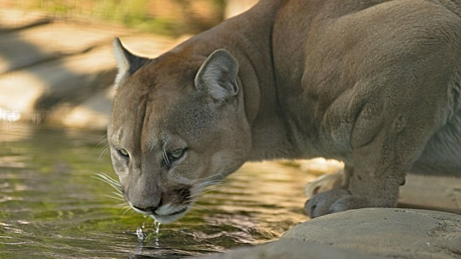 Puma.   - CANADA