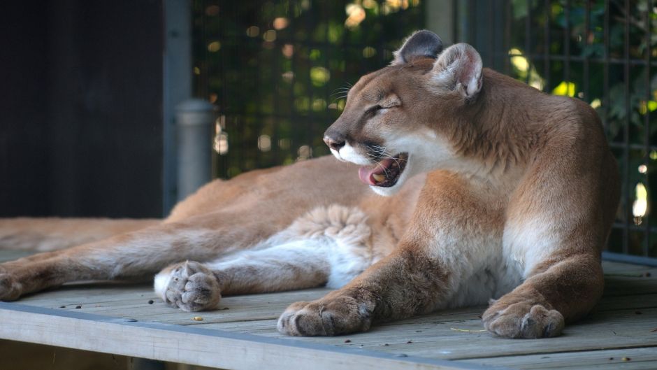 Puma.   - MEXICO