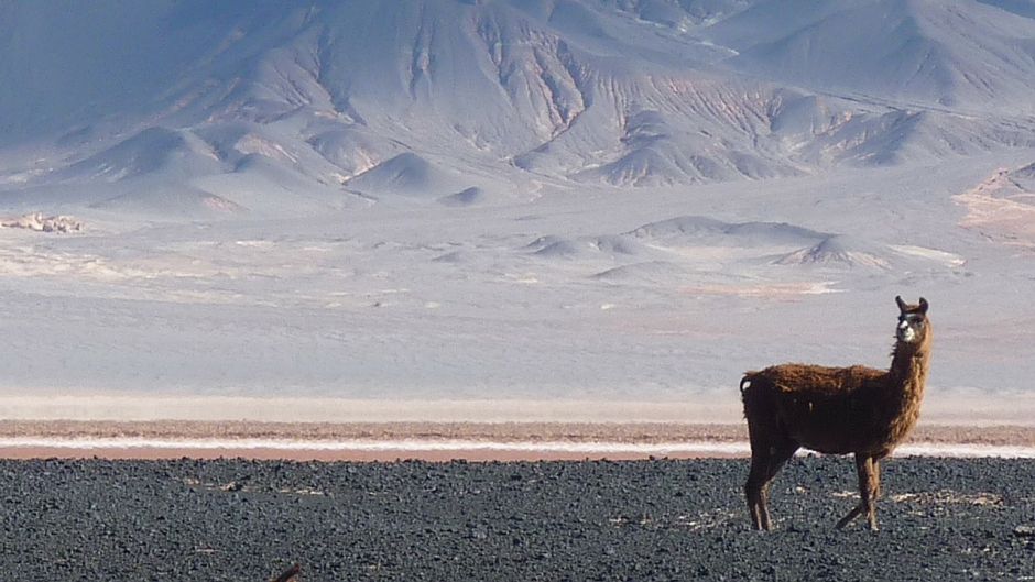 Vicuña, Guia de Fauna. RutaChile.   - ARGENTINA