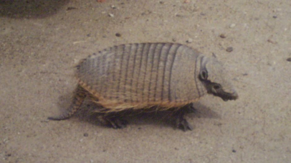 Quirquincho de la Puna, Guia de Fauna. RutaChile.   - CHILE