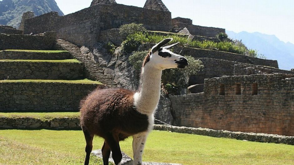 Llama.   - 