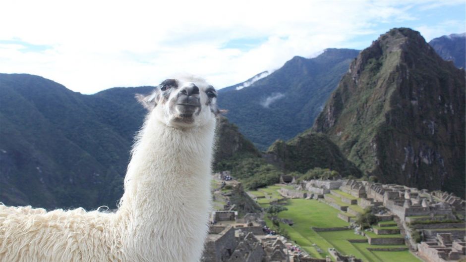 Llama.   - PERU