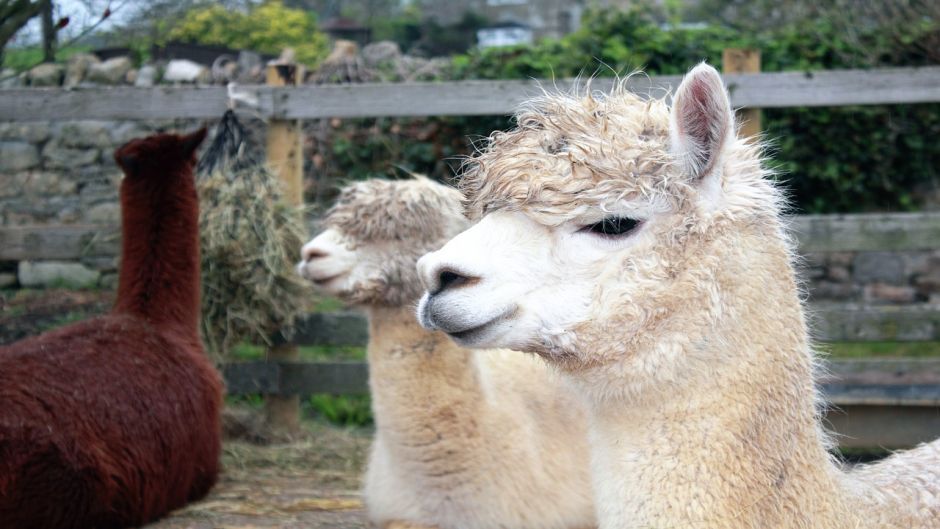 Llama.   - PERU