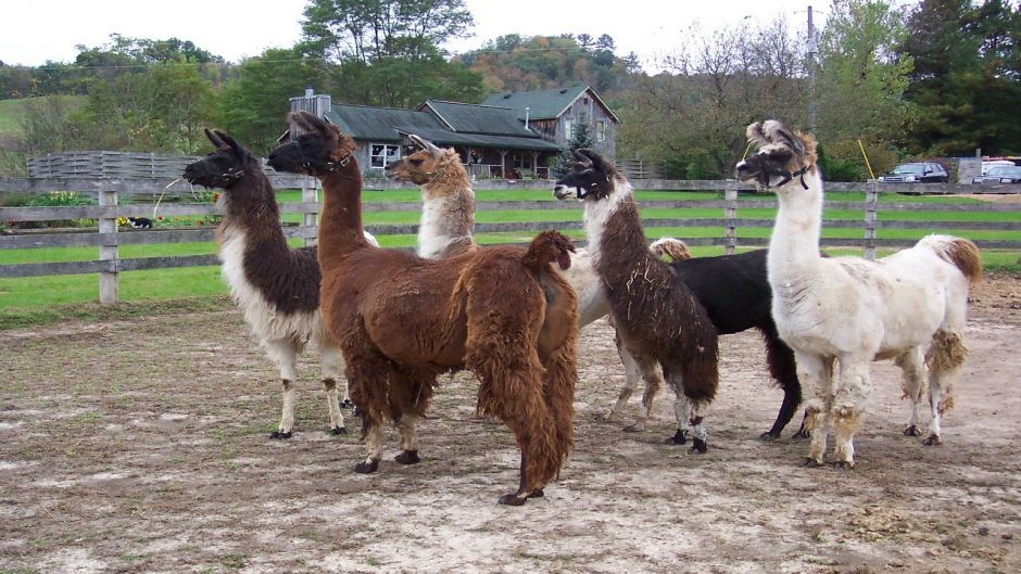 Llama.   - 