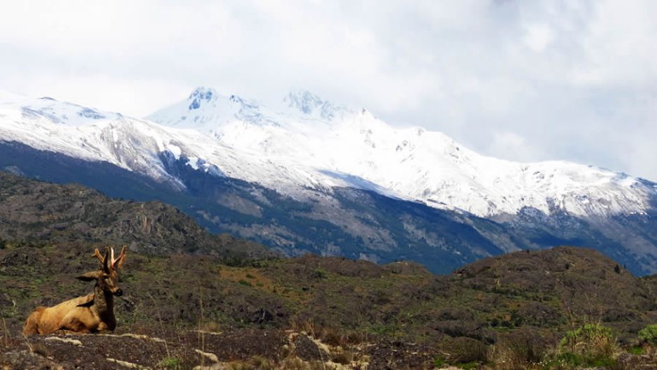 Huemul, Guia de Fauna. RutaChile.   - CHILE