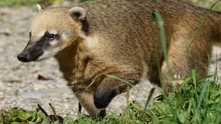 Coati, Guia de Fauna. RutaChile.   - 