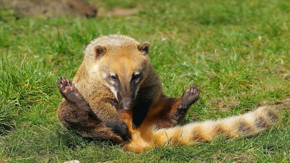 Coati, Guia de Fauna. RutaChile.   - CHILE