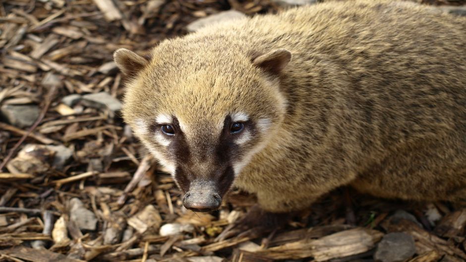 Coati, Guia de Fauna. RutaChile.   - CHILE