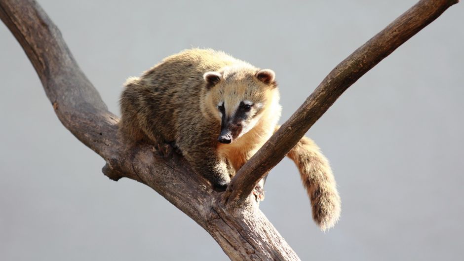 Coati, Guia de Fauna. RutaChile.   - MEXICO