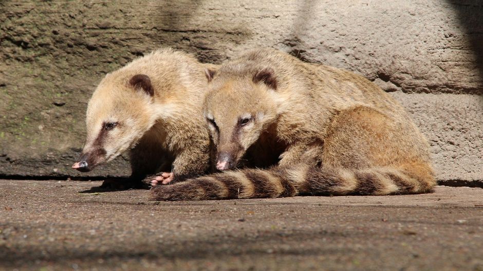 Coati, Guia de Fauna. RutaChile.   - CHILE