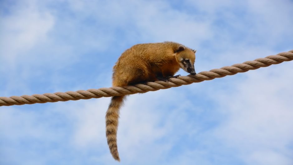 Coati, Guia de Fauna. RutaChile.   - MEXICO